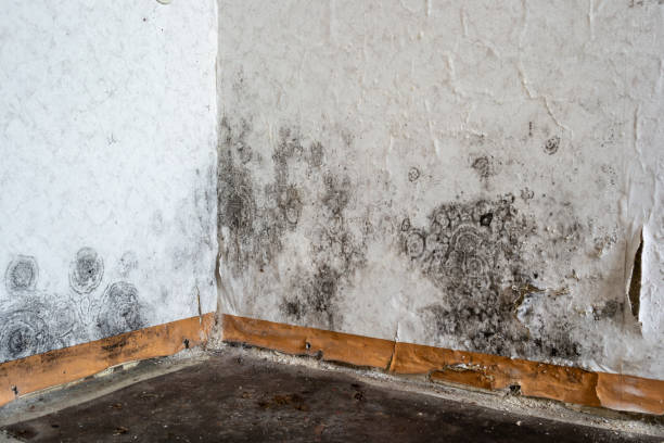 Certified Mold Removal in Afton, MN